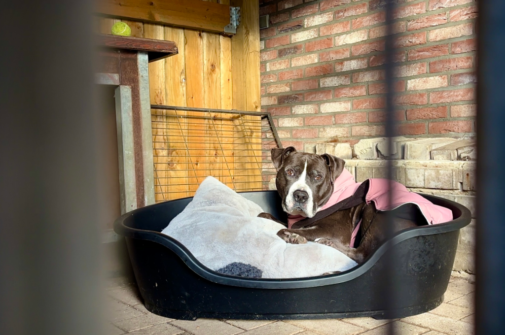 KIJK – Dierenasielen zijn het beu: geef geen huisdier als kerstcadeau – door Jill Swinnen