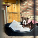 KIJK – Dierenasielen zijn het beu: geef geen huisdier als kerstcadeau – door Jill Swinnen