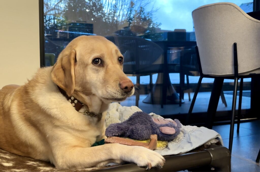 LONGREAD – Van puppy tot gids: het verhaal achter Belgische geleidehonden – door Jill Swinnen