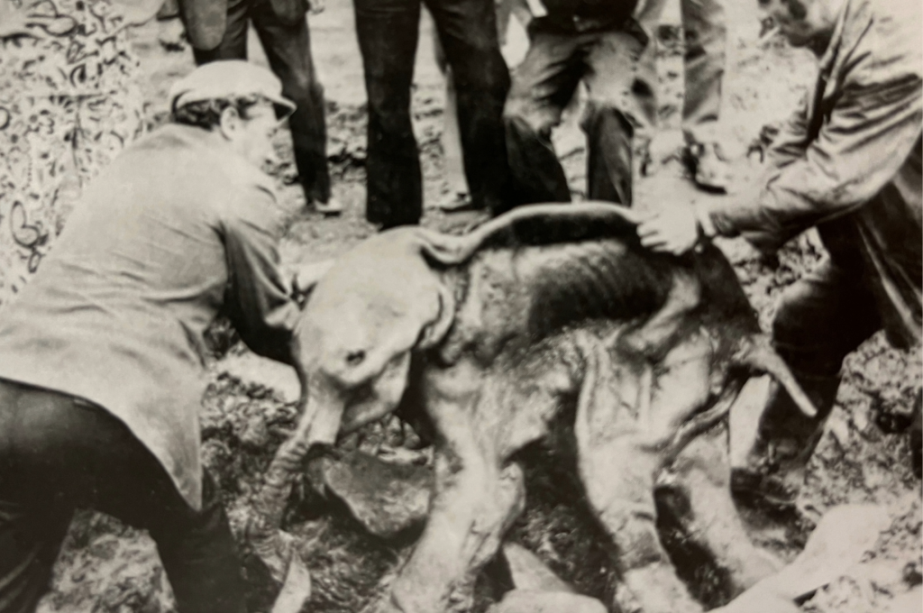 Een mammoet is geen museumstuk: experts waarschuwen voor de-extinctie