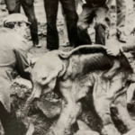 Een mammoet is geen museumstuk: experts waarschuwen voor de-extinctie