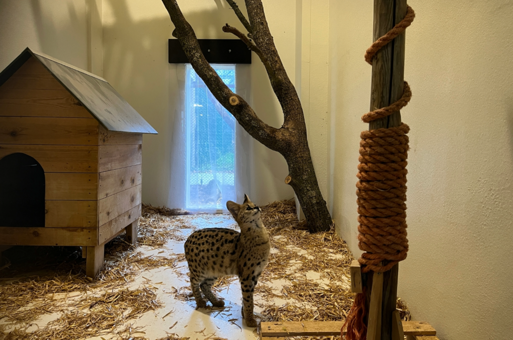 Natuurhulpcentrum over exotische huisdieren: ‘Enkel een idioot houdt een exoot als huisgenoot’