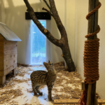 Natuurhulpcentrum over exotische huisdieren: ‘Enkel een idioot houdt een exoot als huisgenoot’