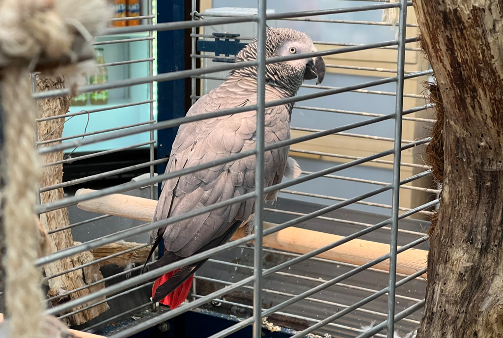 ‘Mensen denken vaak dat een papegaai makkelijker is dan een hond of kat’ 