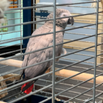 ‘Mensen denken vaak dat een papegaai makkelijker is dan een hond of kat’ 