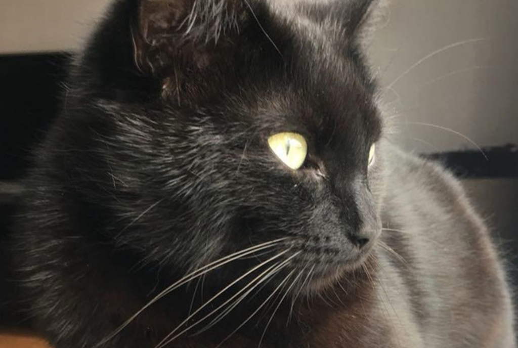 Nieuw jaar is vreselijk voor huisdieren: ‘Huisdieren raken regelmatig zoek of raken betrokken bij verkeersongelukken’