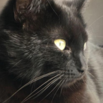 Nieuw jaar is vreselijk voor huisdieren: ‘Huisdieren raken regelmatig zoek of raken betrokken bij verkeersongelukken’