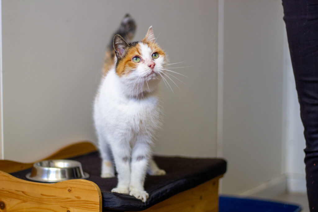 Dweilen met de kraan open: toestroom van tamme katten in asielen en opvangcentra