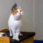 Dweilen met de kraan open: toestroom van tamme katten in asielen en opvangcentra