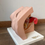 "Het was altijd: smeer dit zalfje en het komt wel goed.” ©Noor Corthouts