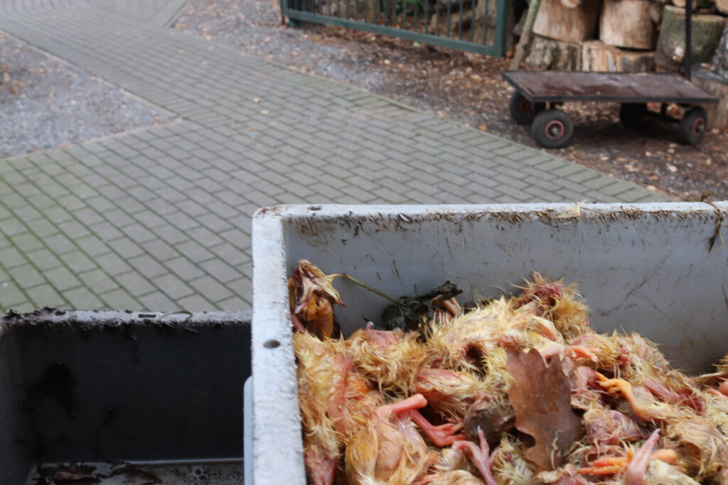Vogelvoederen met vrijwilliger Johan van het Natuurhulpcentrum