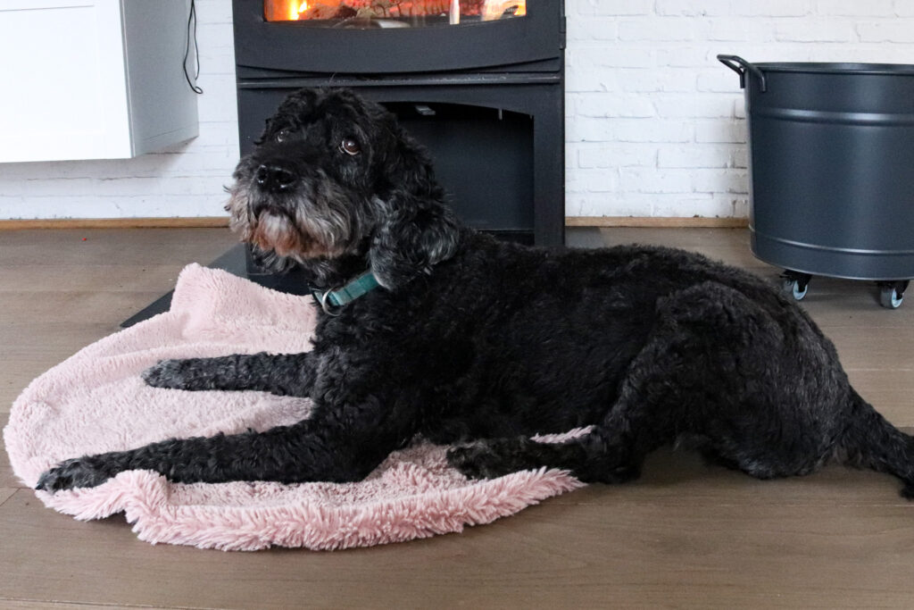 Nieuwe EU-regels moeten hondenwelzijn verbeteren, maar experts waarschuwen: ‘Broodfokkers vinden altijd een achterpoortje’