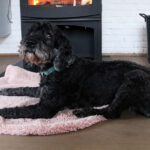 Nieuwe EU-regels moeten hondenwelzijn verbeteren, maar experts waarschuwen: ‘Broodfokkers vinden altijd een achterpoortje’