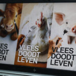 GAIA kiest voor confrontatie: “Vlees Doodt Leven” geeft stof tot nadenken