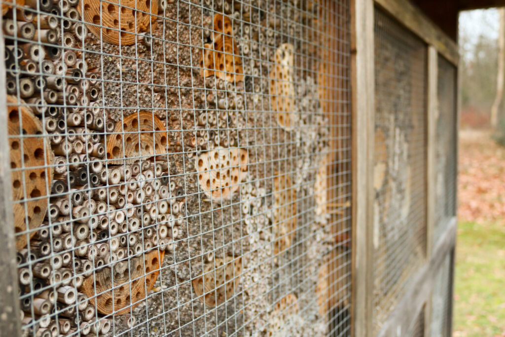Zonder bij geen bloei: de strijd voor de Vlaamse bijen