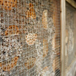 Zonder bij geen bloei: de strijd voor de Vlaamse bijen