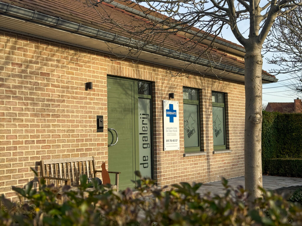 Hoge werkdruk blijft grootste uitdaging voor dierenartsen: ‘Vroeger kwamen dierenartsen vaak uit landbouwfamilies’