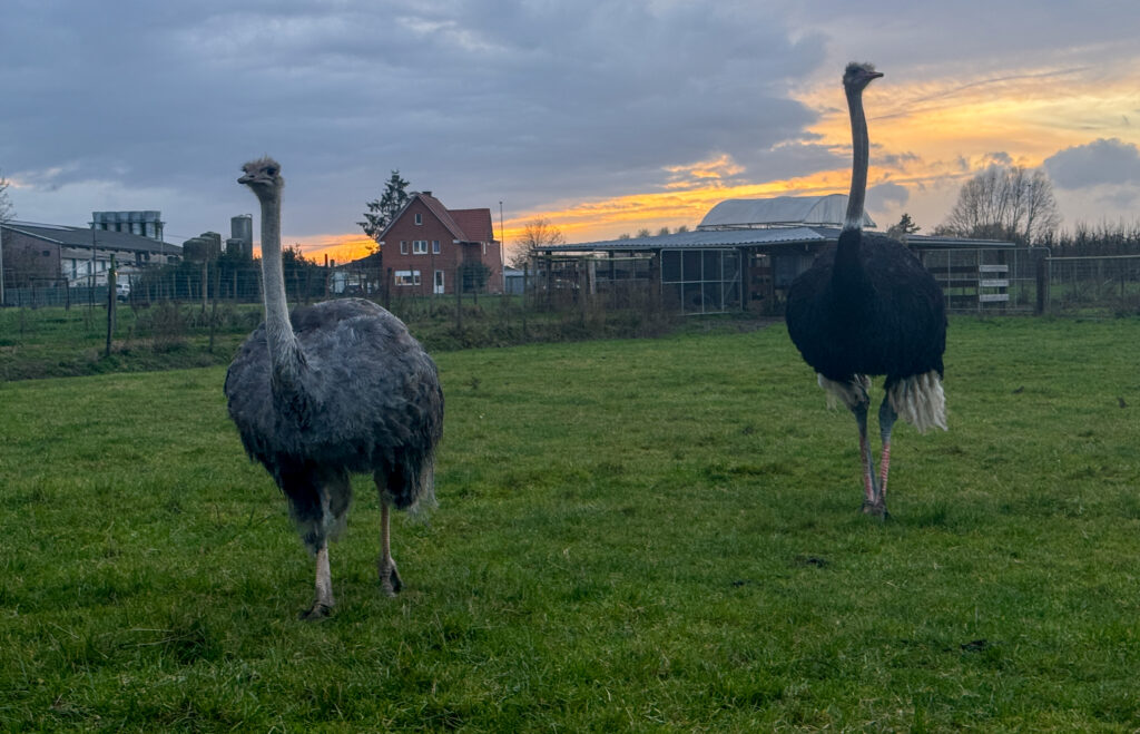Struisvogels in Limburg