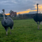 Struisvogels in Limburg
