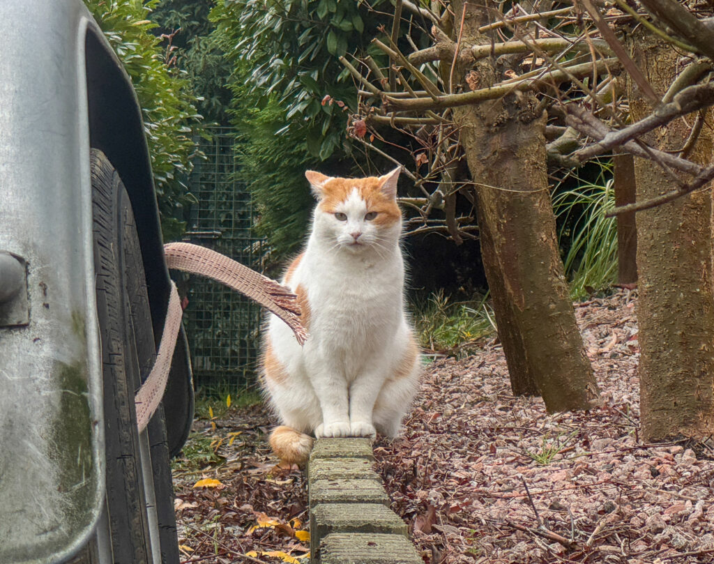 Het gevaar van vogelgriep voor katten: ‘Het maakt het gevaarlijker, omdat je er niet meteen aan denkt’