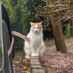Het gevaar van vogelgriep voor katten: ‘Het maakt het gevaarlijker, omdat je er niet meteen aan denkt’