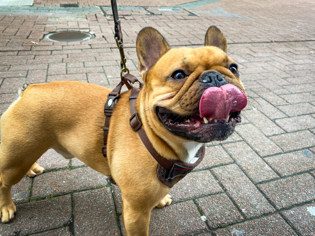 Kortsnuitige honden: schattig of problematisch?