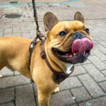 Kortsnuitige honden: schattig of problematisch?