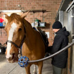 Familiecultuur in de paardensport: ‘Je krijgt misschien de juiste paarden en begeleiding, maar in de ring moet je het zelf doen’