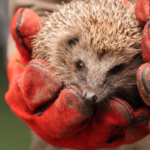Ook de egels hebben onze hulp nodig!