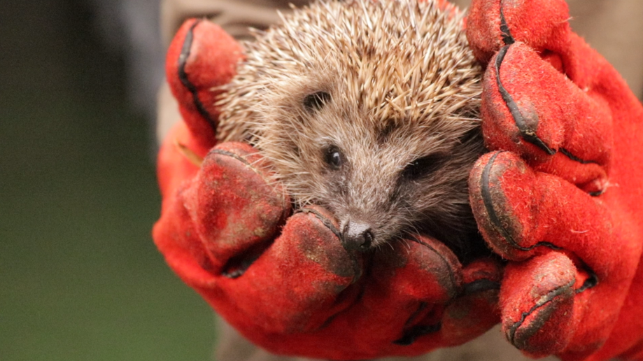 Ook de egels hebben onze hulp nodig!