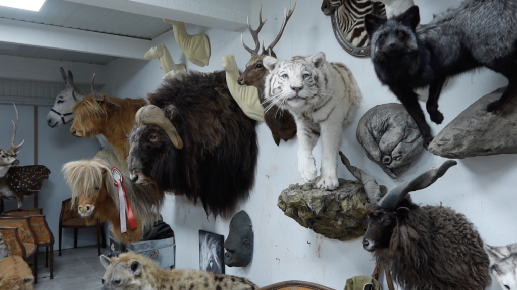 Van dier tot beeld: de ambacht van taxidermie