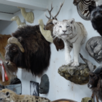 Van dier tot beeld: de ambacht van taxidermie