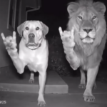 Waarom AI-video’s van dieren zo populair zijn