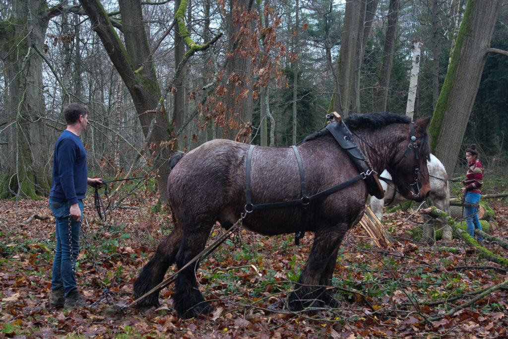 Belgische trekpaarden ingezet in Arboretum Tervuren