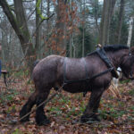 Belgische trekpaarden ingezet in Arboretum Tervuren