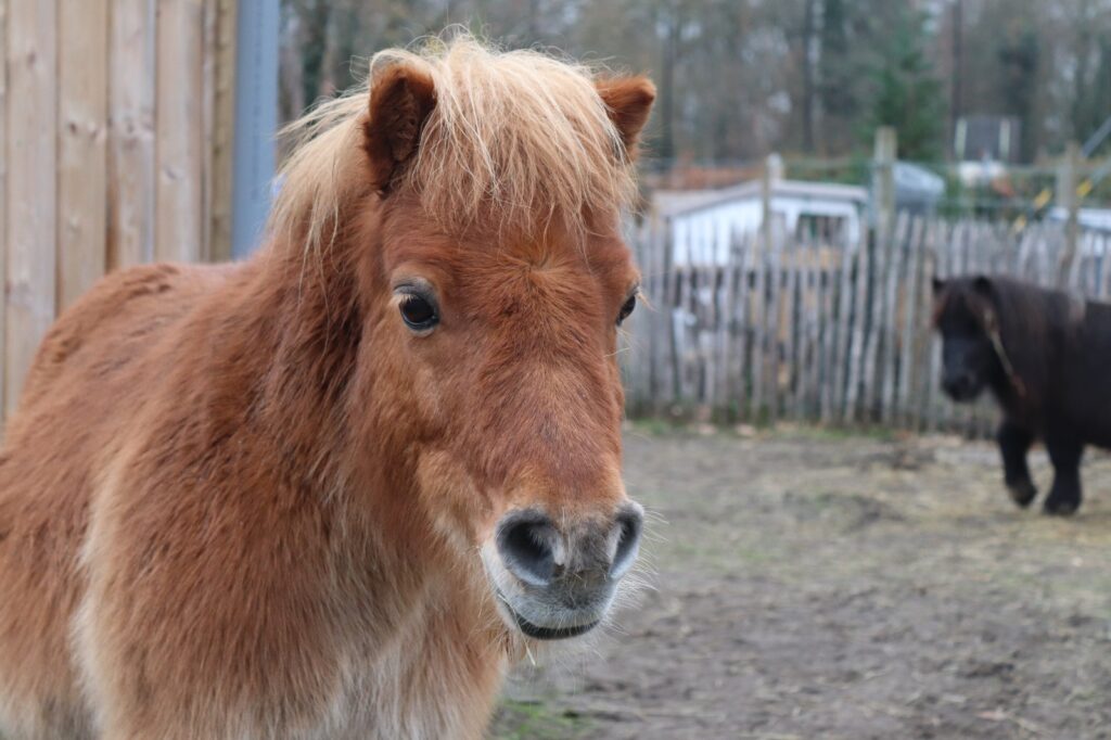Groene havens om tot rust te komen: de positieve effecten van zorgboerderijen