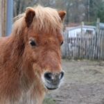 Groene havens om tot rust te komen: de positieve effecten van zorgboerderijen