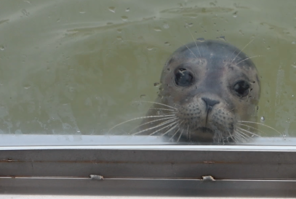 Opvang voor zieke en jonge zeehonden