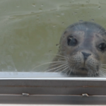 Opvang voor zieke en jonge zeehonden