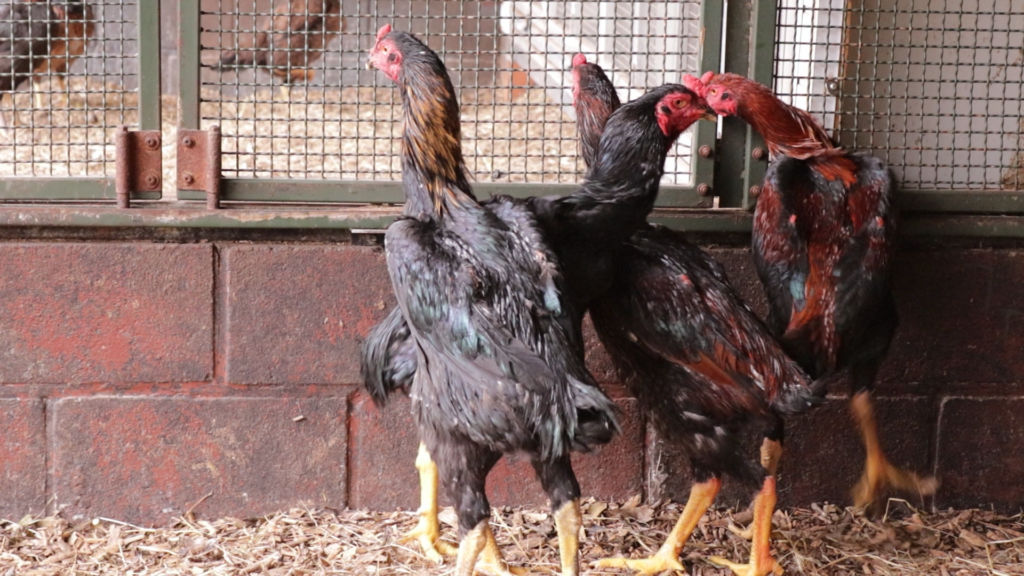 60 vechthanen in Vogel- en Zoogdierenopvangcentrum Heusden-Zolder