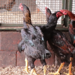 60 vechthanen in Vogel- en Zoogdierenopvangcentrum Heusden-Zolder