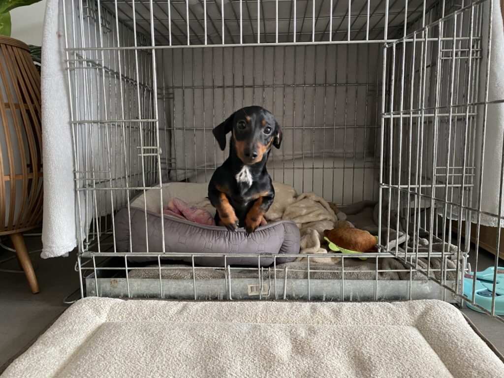 Miniatuurhonden in opmars: ‘niet elke kleine hond is automatisch kwetsbaar’