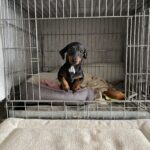 Miniatuurhonden in opmars: ‘niet elke kleine hond is automatisch kwetsbaar’