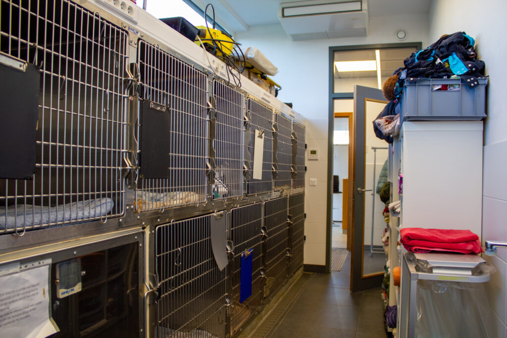 Onderzoek toont aan dat risico op zelfdoding bij dierenartsen vier keer hoger is dan gemiddeld