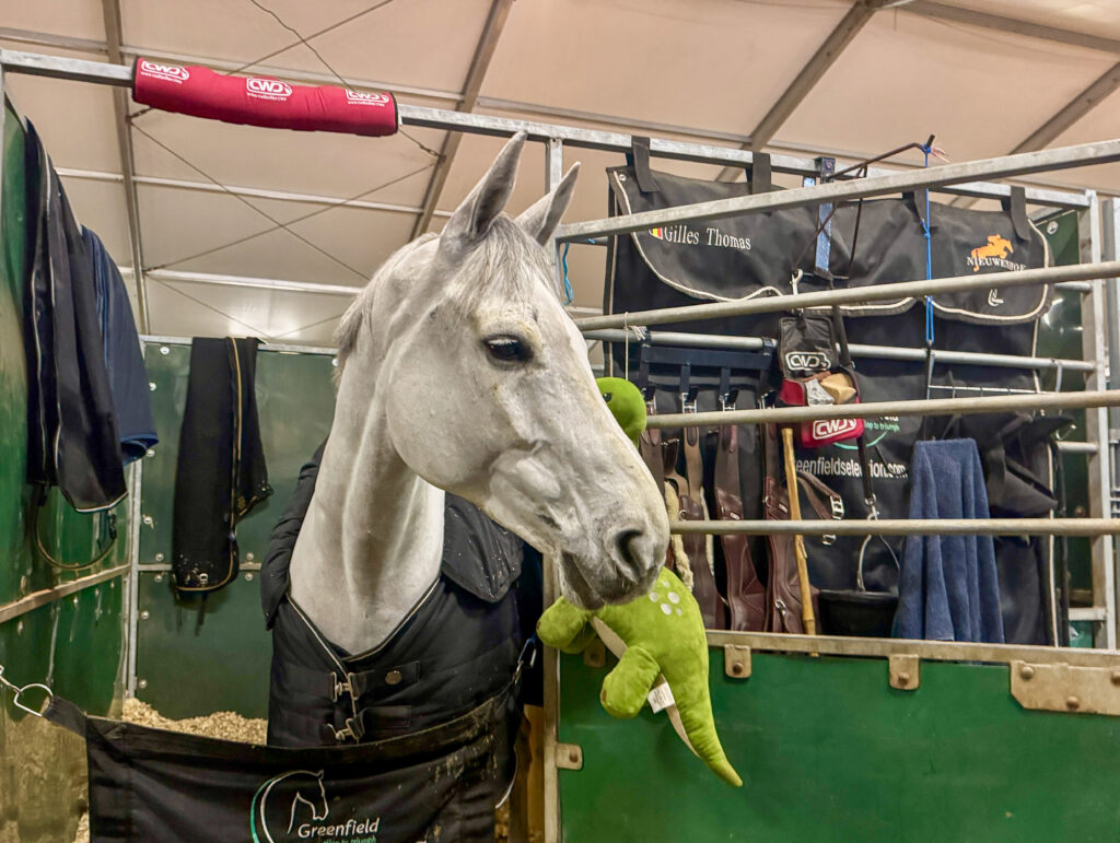 België is al jaren de bakermat van de paardensport: ‘Het succes van vandaag is het resultaat van keuzes die we twintig jaar geleden maakten’