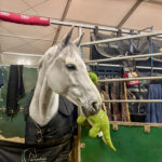 België is al jaren de bakermat van de paardensport: ‘Het succes van vandaag is het resultaat van keuzes die we twintig jaar geleden maakten’