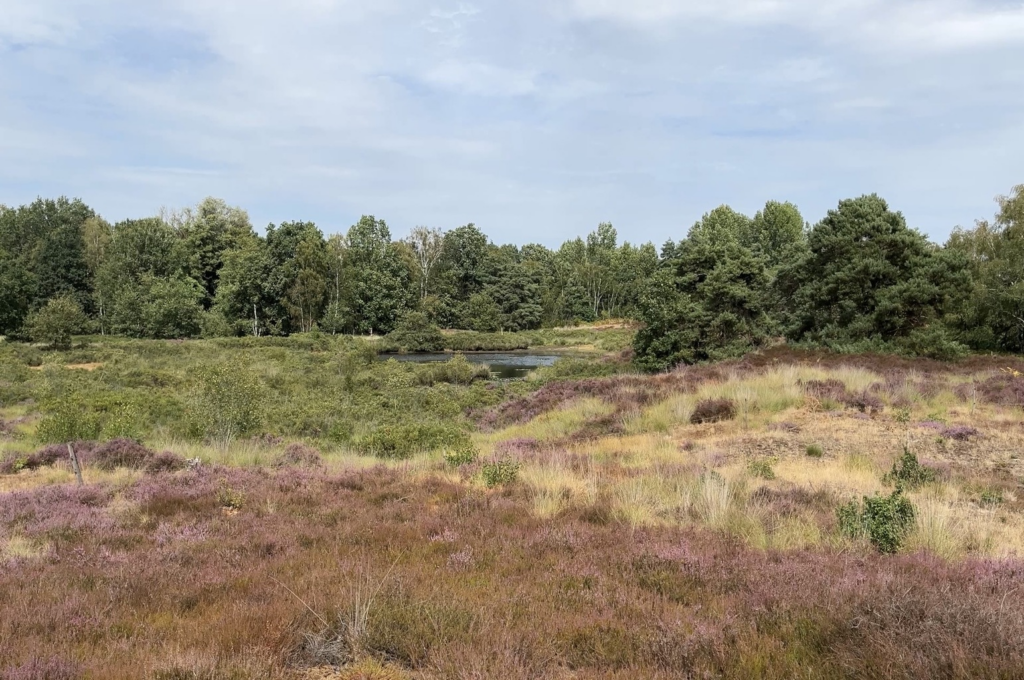 Kleine bijen grote zorgen