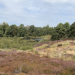 Kleine bijen grote zorgen